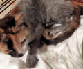 Νοσηλεύεται η γάτα που βρέθηκε στην Παλλήνη Αττικής με εγκαύματα από τη φωτιά