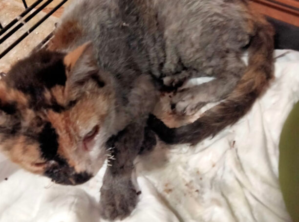 Νοσηλεύεται η γάτα που βρέθηκε στην Παλλήνη Αττικής με εγκαύματα από τη φωτιά