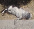 Πεντέλη: Βρέθηκε γάτα νεκρή με το κεφάλι μέσα σε πλαστική σακούλα