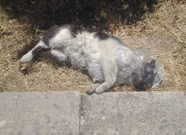 Πεντέλη: Βρέθηκε γάτα νεκρή με το κεφάλι μέσα σε πλαστική σακούλα