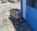 Πέραμα Αττικής: Βρήκαν πρόβατο δεμένο σε εκκλησάκι