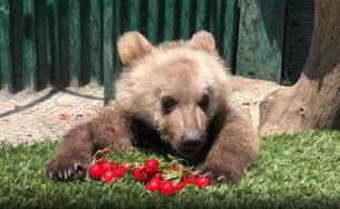 Ο Θωμάς, το ορφανό αρκουδάκι που φροντίζει ο ΑΡΚΤΟΥΡΟΣ απολαμβάνει το μπάνιο και τα κεράσια (βίντεο)