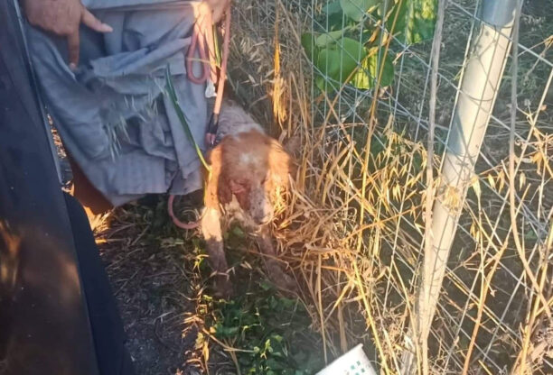 Ρόκκα Άρτας: Παλεύουν να κρατήσουν στη ζωή εξαθλιωμένο κυνηγόσκυλο που περιφερόταν σε τραγική κατάσταση (βίντεο)
