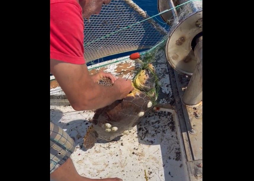 Ψαράς έσωσε θαλάσσια χελώνα που παγιδεύτηκε στα δίχτυα του στον Κορινθιακό κόλπο (βίντεο)