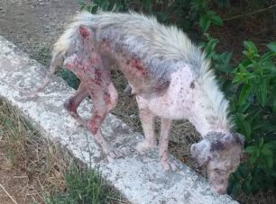 Θήβα Βοιωτίας: Έκκληση για αδέσποτα σκυλιά που εξαθλιωμένα περιφέρονται στο Κέντρο Εκπαίδευσης Πυροβολικού