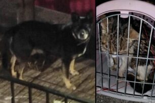 Χολαργός Αττικής: Διέσωσε γάτα και κατήγγειλε άνδρα που αφήνει τον σκύλο του να σκοτώνει αδέσποτες
