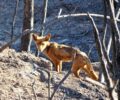 Έκκληση για τη σωτηρία της αλεπούς που βρέθηκε με εγκαύματα στο Πικέρμι Αττικής