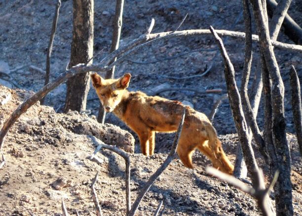 Έκκληση για τη σωτηρία της αλεπούς που βρέθηκε με εγκαύματα στο Πικέρμι Αττικής