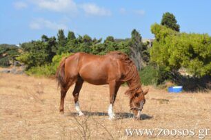 Στις συστάσεις για την ευζωία ιπποειδών μένει το ΥΠ.Α.Α.Τ. παρά τις αναρίθμητες περιπτώσεις κακοποίησης αλόγων, γαϊδουριών, μουλαριών