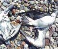 Τι σκότωσε τα 15 ψαροπούλια (Αρτέμηδες) που βρέθηκα νεκρά σε παραλία κοντά στο Αίγιο Αχαΐας