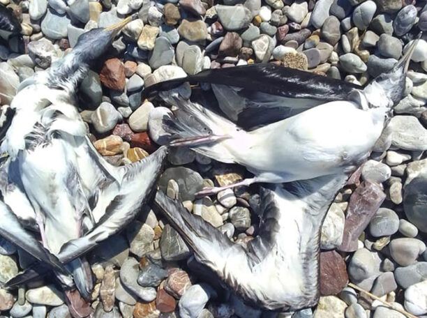 Τι σκότωσε τα 15 ψαροπούλια (Αρτέμηδες) που βρέθηκα νεκρά σε παραλία κοντά στο Αίγιο Αχαΐας