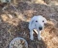 Φιλιατρά Μεσσηνίας: Μάνα κακοποιούσε και την κόρη και το σκυλάκι της οικογένειας (βίντεο)