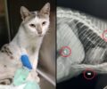 Ηράκλειο Κρήτης: Έγκυος γάτα βρέθηκε παράλυτη πυροβολημένη με αεροβόλο (βίντεο)