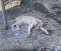 Κέα: Βρήκε γατάκι σε τραγική κατάσταση και δεν το πήρε μαζί της ενώ μπορούσε να το σώσει