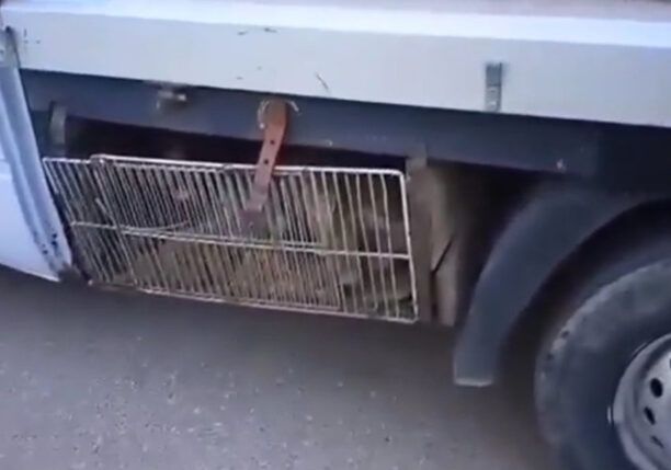 Λίμνη Εύβοιας: Είχε κλεισμένα σε κλουβιά πλάι στις ρόδες εν κινήσει φορτηγού πολλά σκυλιά