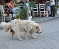 Έκκληση για σκύλο που χρειάζεται βοήθεια στο Παλιούρι Χαλκιδικής