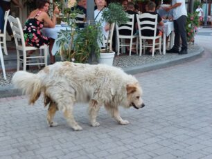 Έκκληση για σκύλο που χρειάζεται βοήθεια στο Παλιούρι Χαλκιδικής