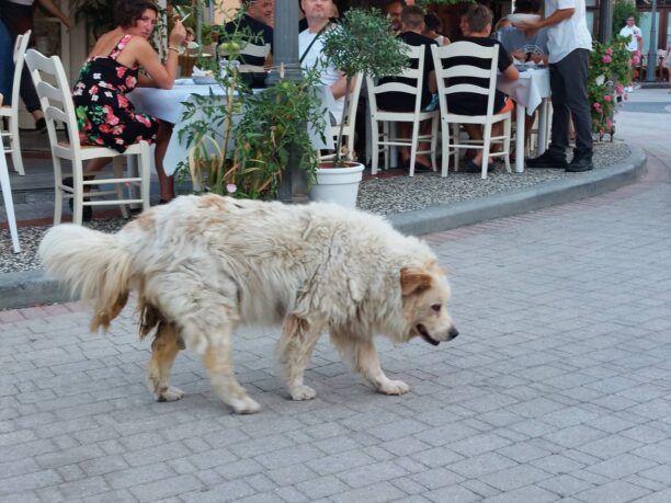 Έκκληση για σκύλο που χρειάζεται βοήθεια στο Παλιούρι Χαλκιδικής