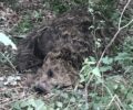 Σκλήθρο Φλώρινας: Κυνηγοί σκότωσαν τρεις αρκούδες μέσα σε έναν μήνα