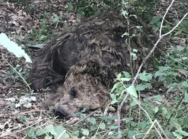 Σκλήθρο Φλώρινας: Κυνηγοί σκότωσαν τρεις αρκούδες μέσα σε έναν μήνα
