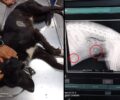 Χίος: Πυροβόλησε αδέσποτο σκύλο με αεροβόλο τουλάχιστον δύο φορές