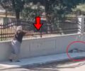 Χρυσαυγή Θεσσαλονίκης: Κατήγγειλε την ηλικιωμένη που χτύπησε σκύλο με μαγκούρα (βίντεο)
