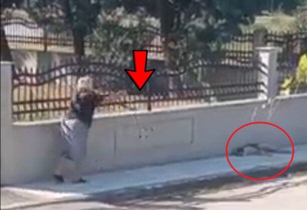Χρυσαυγή Θεσσαλονίκης: Κατήγγειλε την ηλικιωμένη που χτύπησε σκύλο με μαγκούρα (βίντεο)