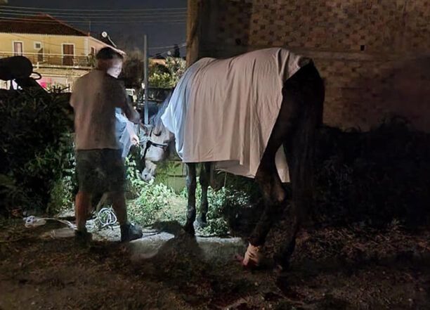 Ζάκυνθος: Αμαξάς είχε δεμένο στην άμαξα 10 ώρες τραυματισμένο άλογο για να μη χάσει κούρσα