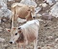 Ζερβοχώρι Θεσπρωτίας: Σύλληψη και πρόστιμο σε κτηνοτρόφο που είχε 4 αγελάδες σκελετωμένες από ασιτία