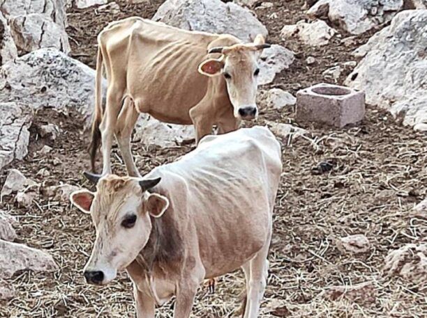 Ζερβοχώρι Θεσπρωτίας: Σύλληψη και πρόστιμο σε κτηνοτρόφο που είχε 4 αγελάδες σκελετωμένες από ασιτία