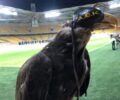 Ελ. Ηλιοπούλου: Δεν πρέπει οι οπαδοί της ΑΕΚ από τη χαρά τους να μη δουν ότι ο αετός κακοποιείται (βίντεο)