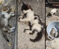 Αθήνα: Έριξε φόλες και σκότωσε γατάκια στα Άνω Πατήσια - Απειλούσε τη φιλόζωη που τον κατήγγειλε