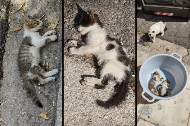 Αθήνα: Έριξε φόλες και σκότωσε γατάκια στα Άνω Πατήσια - Απειλούσε τη φιλόζωη που τον κατήγγειλε