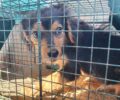 Έσωσαν σκύλο που υπέφερε από θηλιά στον λαιμό και βρέθηκε κοντά στο Αρσένι Πέλλας (βίντεο)