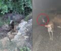 Ατσιπόπουλο Ρέθυμνου: Απαγχόνισε τον νεαρό σκύλο που βρήκε παρατημένο