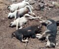 Αιτωλοακαρνανία: Με εντομοκτόνα έφτιαξε φόλες και δηλητηρίασε 15 σκυλιά στην περιοχή του Αχελώου (βίντεο)