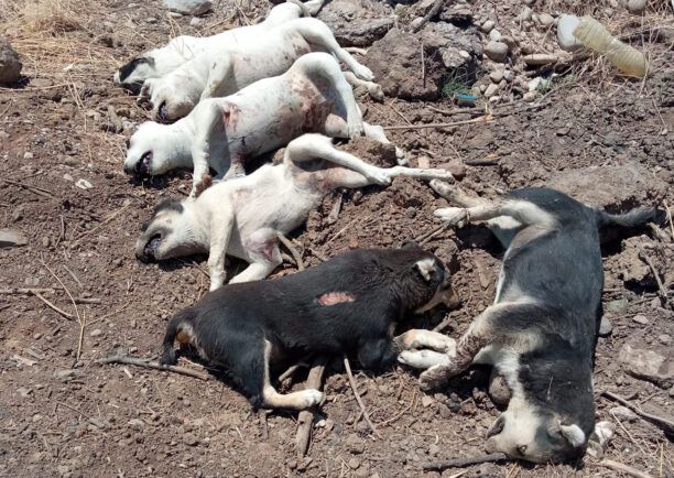 Αιτωλοακαρνανία: Με εντομοκτόνα έφτιαξε φόλες και δηλητηρίασε 15 σκυλιά στην περιοχή του Αχελώου (βίντεο)