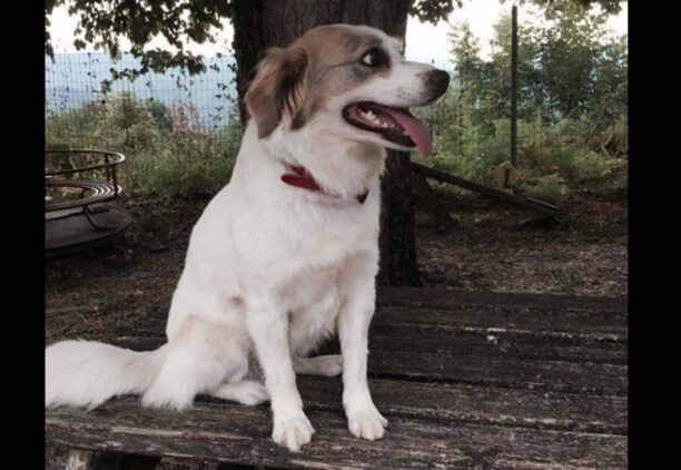 Δερβίζιανα Ιωαννίνων: Συστηματική εξόντωση σκυλιών με φόλες