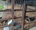 Καταγγέλλει την κακοποίηση αδέσποτων σκυλιών από τον Δήμο Βόλβης καθώς τα έκλεισε σε κλουβιά υπό άθλιες συνθήκες