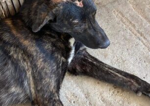 Επίδαυρος Αργολίδας: Βρήκαν αδέσποτο σκύλο με εγκαύματα στο κεφάλι ίσως από βραστό νερό (βίντεο)
