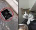 Αθήνα: Έσωσαν γάτα που επέζησε από την εξόντωση ολόκληρης γατοαποικίας στους Αμπελόκηπους