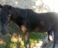 Γεωργίτσι Λακωνίας: Ζητούν βοήθεια για άλογο που περιπλανιέται