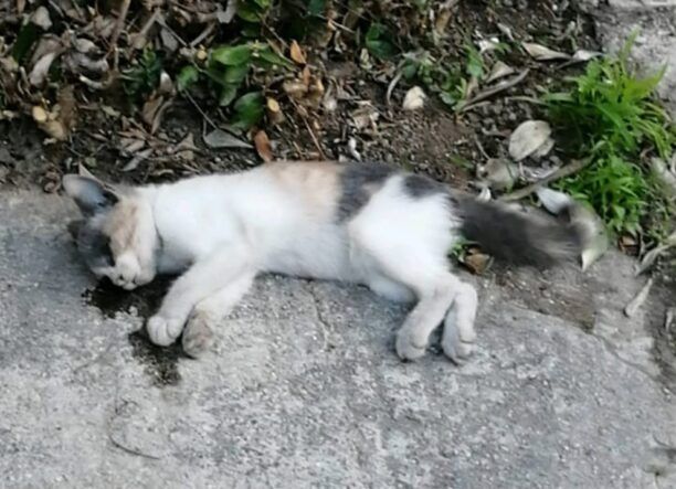Γέρακας Αττικής: Μια γάτα νεκρή από φόλα