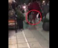 Γιάννενα: Κατήγγειλε τον άνδρα που φαίνεται σε βίντεο να κλωτσάει σκύλο