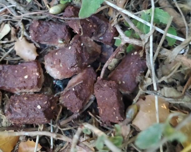 Γιούχτας Ηρακλείου Κρήτης: 52 φόλες – δηλητηριασμένο κρέας στην περιοχή της ταΐστρας των γυπών εντός Καταφυγίου Άγριας Ζωής