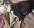 Εγκατέλειψε σκύλο που βρέθηκε σκελετωμένος και ετοιμοθάνατος στο Γιαννακοχώρι Ημαθίας (βίντεο)