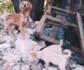 Καλάμι Χανίων: Έσωσαν σκυλίτσα αλυσοδεμένη και κουτάβια που βρέθηκαν μέσα στα χαλάσματα (βίντεο)