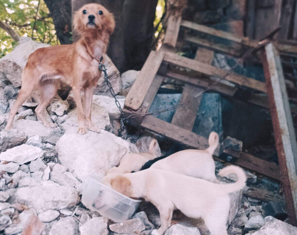 Καλάμι Χανίων: Έσωσαν σκυλίτσα αλυσοδεμένη και κουτάβια που βρέθηκαν μέσα στα χαλάσματα (βίντεο)