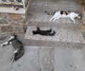 Κάλυμνος: Δολοφόνησε τρεις γάτες πετώντας φόλες σε αυλή σπιτιού