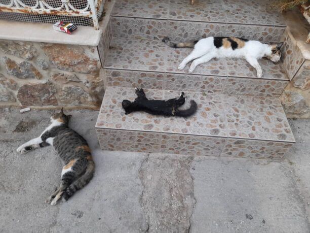 Κάλυμνος: Δολοφόνησε τρεις γάτες πετώντας φόλες σε αυλή σπιτιού
